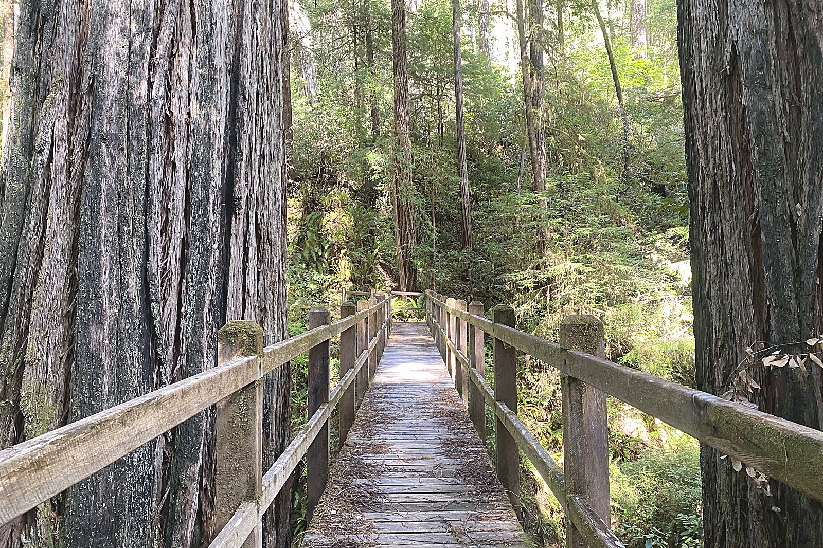 Redwood forest footbridge in Humboldt County